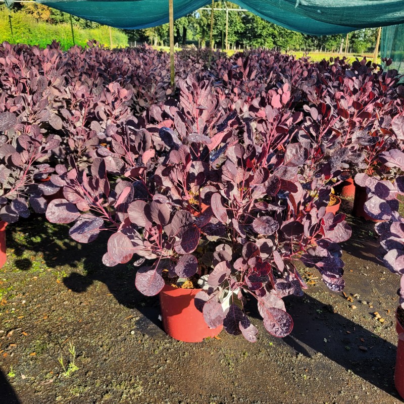 Cotinus coggygria 'Lilla'  -S- C 4 40- 60, 400 Stück lieferbar, Beladung 3x18, Highlight: intensiv lila Laub!