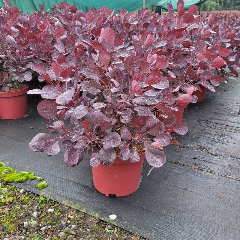 Cotinus coggygria 'Lilla'  -S- C 4 40- 60, 400 Stück lieferbar, Beladung 3x18, Highlight: wunderschönes lila Laub, top!
