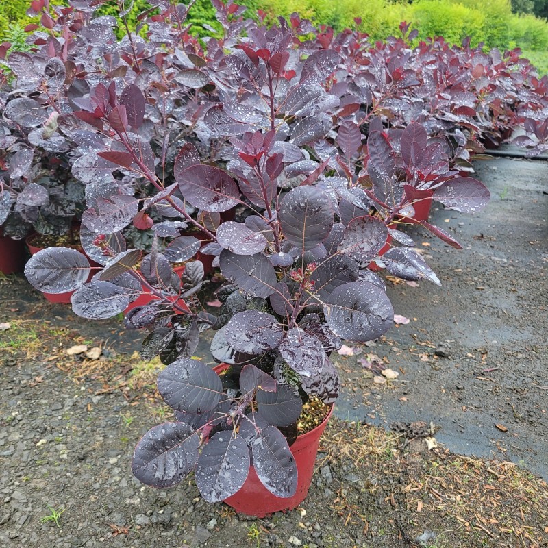 Cotinus coggygria 'Royal Purple' C 4 40- 60, 500 Stück lieferbar, Beladung 3x18, Highlight: tief dunkelpurpur farbenes Laub!
