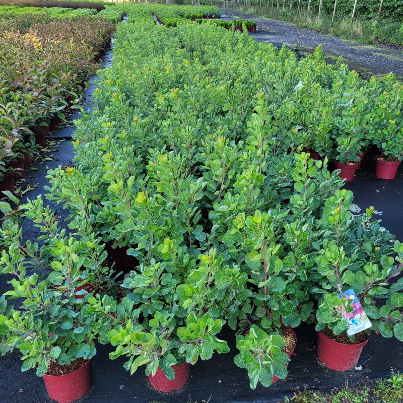 Cotinus coggygria 'Smokey Joe'  -R- C 4 40- 60, 400 Stück lieferbar, Beladung 3x18, Highlight: Perrückenstrauch mit grünem Laub, Blüten später rötlich!