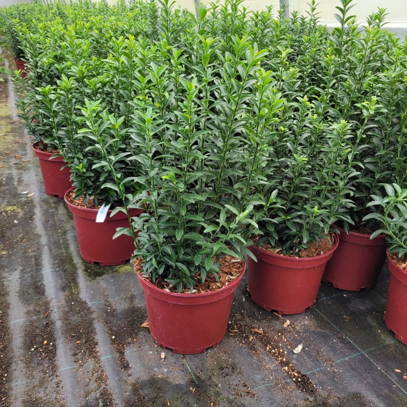 Euonymus japonicus 'Green Empire'  -R- C 3 30- 40, 400 Stück lieferbar, Beladung 3x21, Highlight: Dunkelgrüner aufrechter japanischer Spindelstrauch, immergrün!