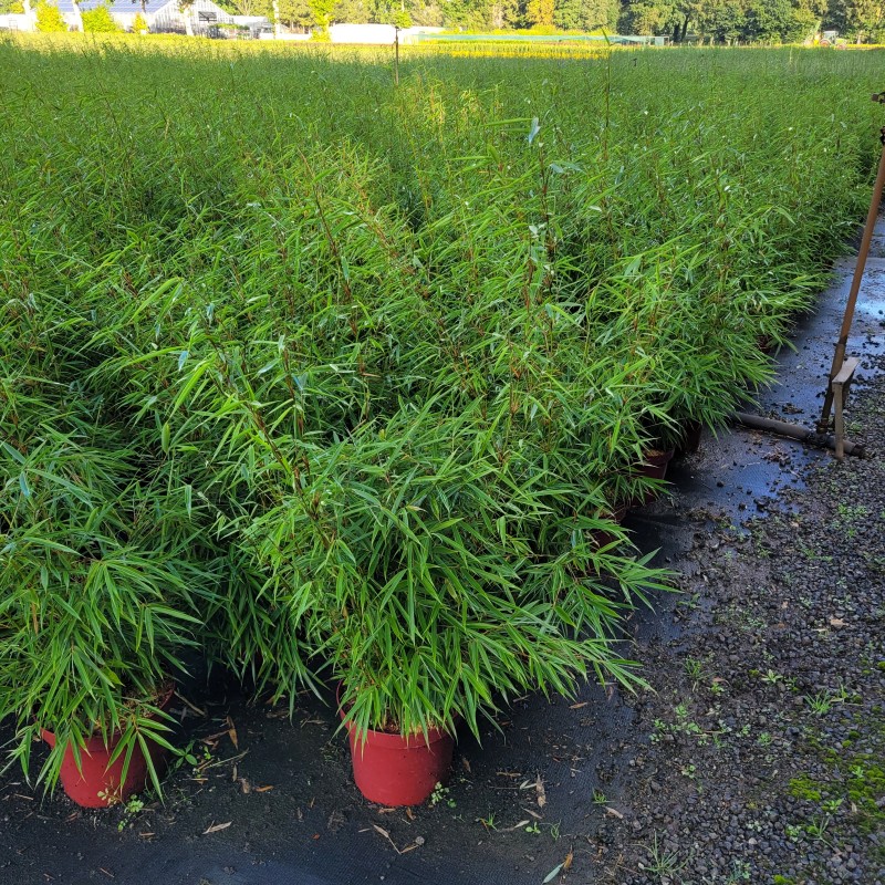 Fargesia robusta 'Campbell' C 7,5 80-100, 1000 Stück lieferbar, Beladung 2x12, Highlight: Nicht wuchernder Gartenbambus mit sehr schönem Laub!