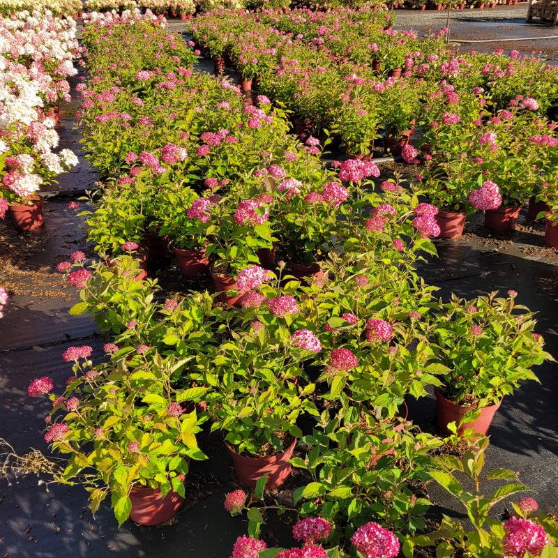 Hydrangea arbor. 'Ruby Annabelle' R PW C 5 40- 60, 375 Stück lieferbar, Beladung 3x17, Highlight: Rote Schneeballhortensie mit roten Blütenbällen