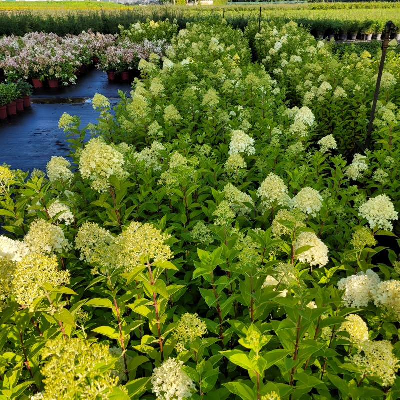 Hydrangea pan. 'Limelight'  -S- C 5 40- 60, 500 Stück lieferbar, Beladung 3x17, Highlight: Später Satz - knospig bis farbezeigend