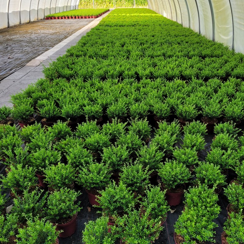 Ilex crenata 'Glorie Dwarf'  -R- C 2 15- 20, 250 Stück lieferbar, Beladung 5x30, Highlight: Zwerg-Ilex - als Hexenbesen an Glorie Gem entstanden