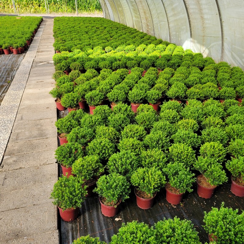 Ilex crenata 'Glorie Dwarf'  -R- Kugel C 2 15- 20, 500 Stück lieferbar, Beladung 5x30, Highlight: Kleine Minikugeln!