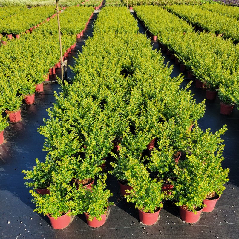Ilex crenata 'Glorie Gem' C 2 20- 25, 1900 Stück lieferbar, Beladung 5x30, Highlight: Robuster japanischer Ilex mit glänzend grünem Laub, top für Einfassungen und Flächenpflanzungen