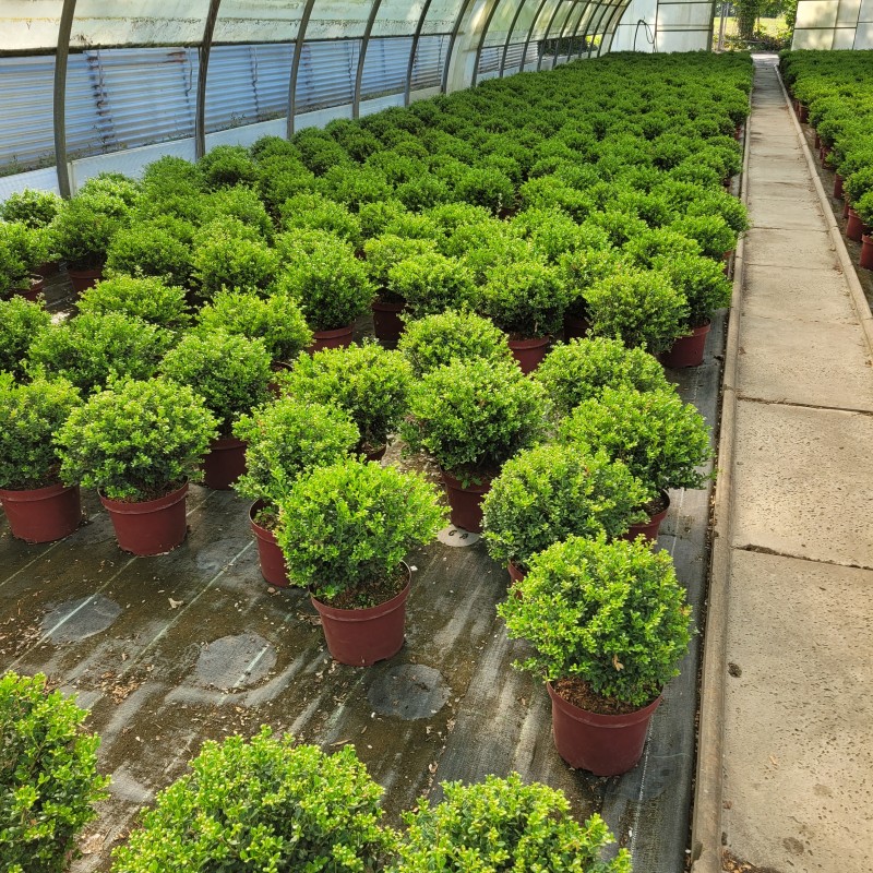 Ilex crenata 'Glorie Gem' Kugel C 5 20- 25, 500 Stück lieferbar, Beladung 4x17, Highlight: Frischgrüne Laubkugeln!