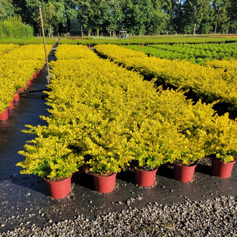 Ilex crenata 'Golden Gem' C 2 20- 25, 750 Stück lieferbar, Beladung 5x30, Highlight: Goldgelb leuchtendes Laub!
