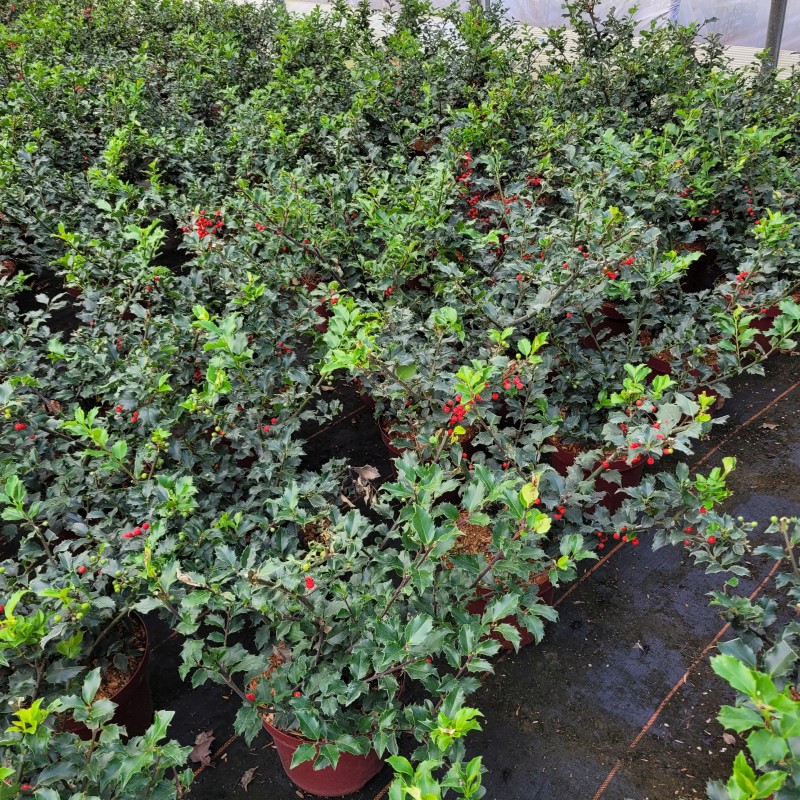 Ilex meserveae 'Blue Princess'  -R- C 5 40- 50, 250 Stück lieferbar, Beladung 3x17, Highlight: Mit Beerenbesatz!