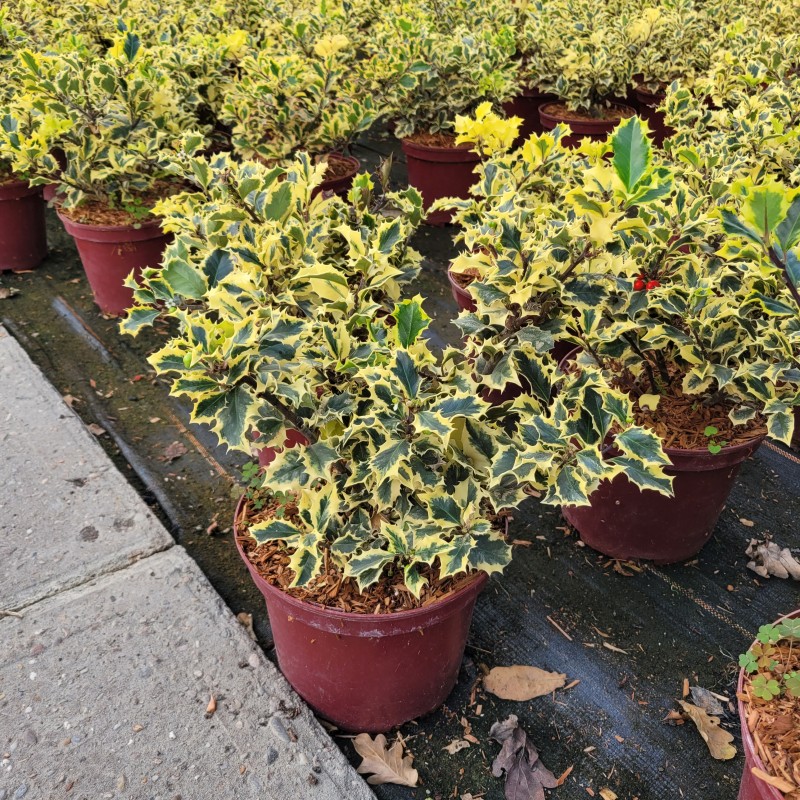 Ilex mes. 'Golden Angel' EU-S beantragt C 3 25- 30, 250 Stück lieferbar, Beladung 4x21, Highlight: Buntes goldgelbgrünes Laub!