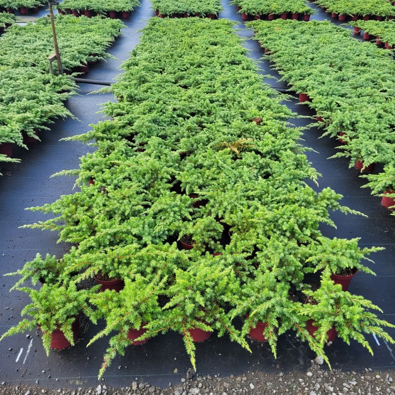 Juniperus conferta 'Slager' C 2 20- 30, 500 Stück lieferbar, Beladung 6x30, Highlight: Flacher Wacholder - silbriggrüne Benadlung!