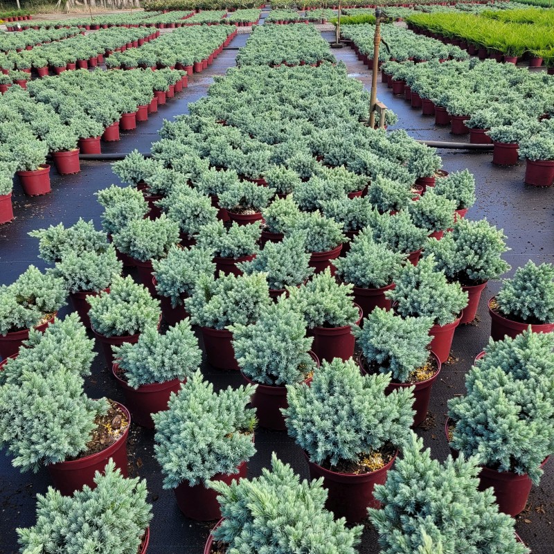 Juniperus squamata 'Blue Star' C 2 15- 20, 1000 Stück lieferbar, Beladung 5x30, Highlight: Kugeliger Wuchs mit stahlblauer Benadlung!