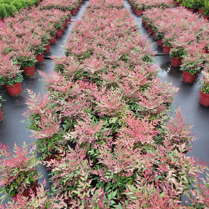 Nandina domestica 'Obsessed'  -R- C 5 30- 40, 400 Stück lieferbar, Beladung 3x17, Highlight: obere Blätter färben sich jetzt rötlich