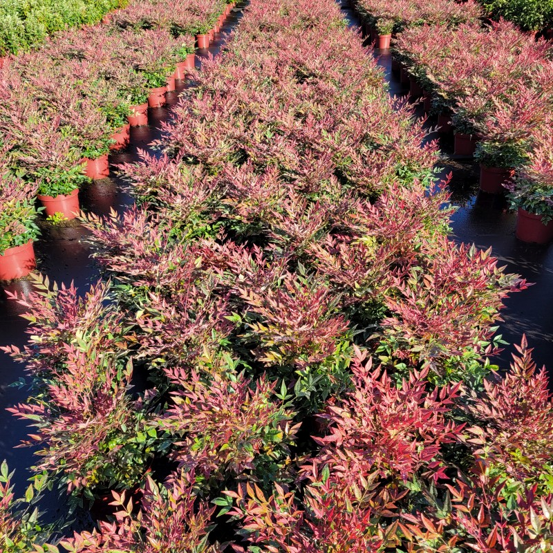 Nandina domestica 'Obsessed'  -R- C 5 30- 40, 450 Stück lieferbar, Beladung 3x17, Highlight: Obere Blätter rötlich gefärbt - Färbung wird jetzt nach und nach intensiver!
