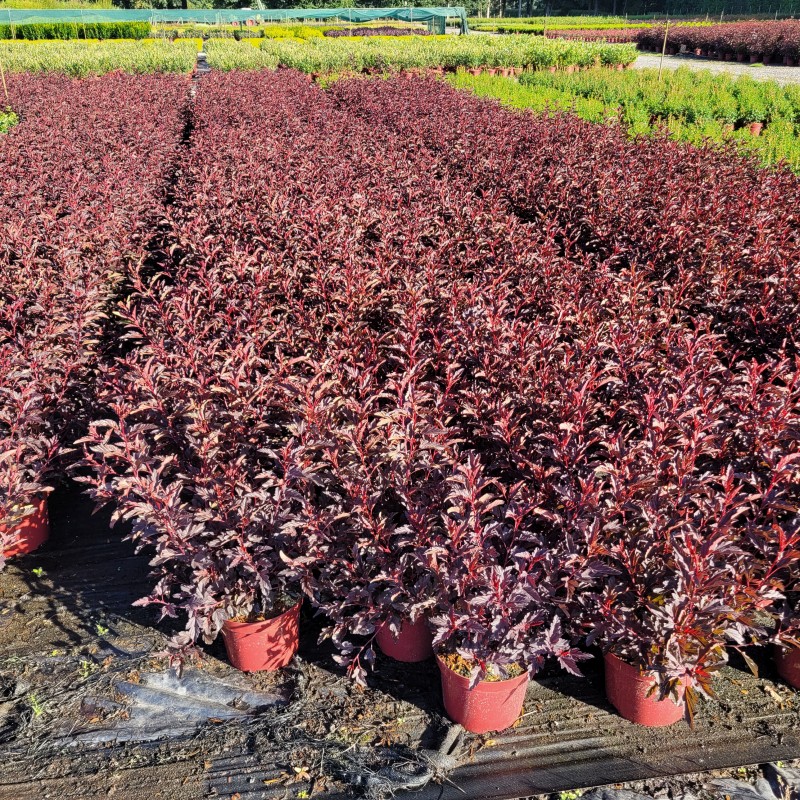 Physocarpus opulifolius 'All Black' (EU-S) C 5 30- 40, 225 Stück lieferbar, Beladung 3x17, Highlight: Kompakter Wuchs, tiefdunkelrotes Laub!