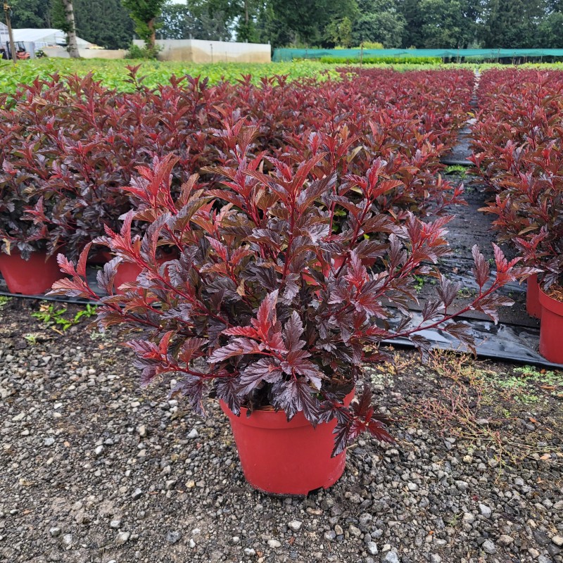 Physocarpus opulifolius 'All Black' (EU-S) C 5 30- 40, 250 Stück lieferbar, Beladung 3x17, Highlight: dunkelrotes Laub mit rotem Neuaustrieb!

