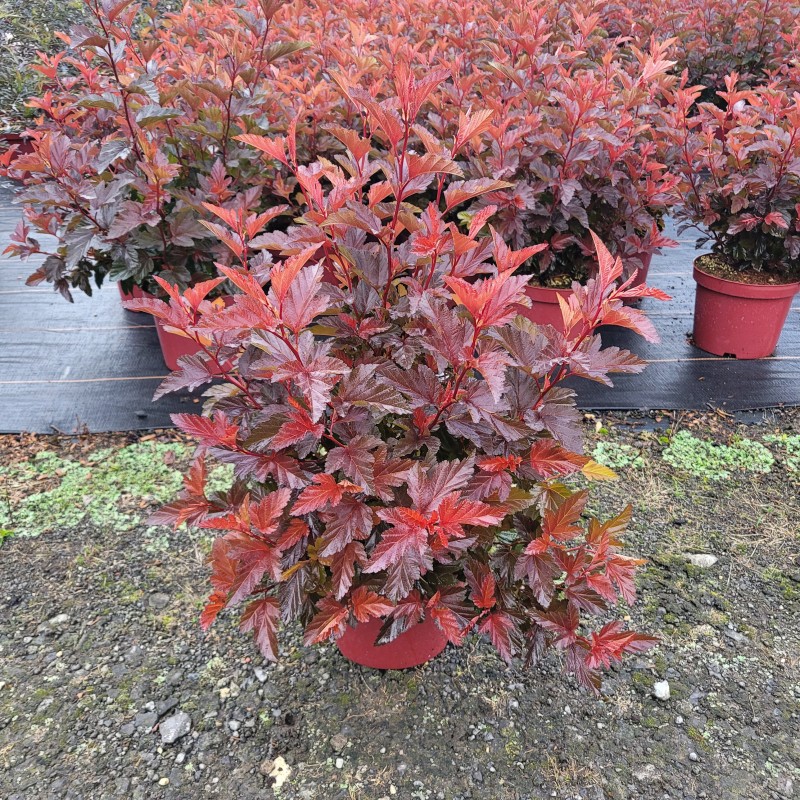 Physocarpus opulifolius 'Little Angel' C 3 30- 40, 200 Stück lieferbar, Beladung 3x21, Highlight: rotes Laub mit lippenstift-rotem Neuaustrieb
