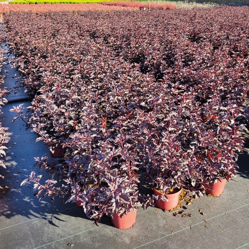 Physocarpus opulifolius 'Panther'  -R- C 5 40- 60, 900 Stück lieferbar, Beladung 3x17, Highlight: Kompakter Wuchs, sehr dunkles, dunkelrotes, fast schwarzes Laub!