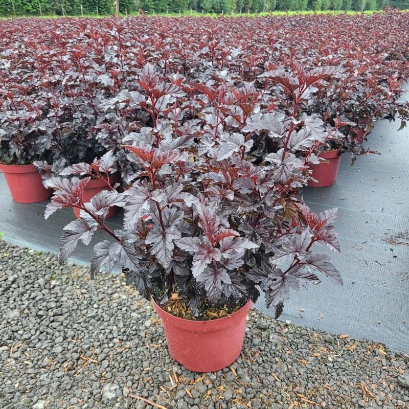 Physocarpus opulifolius 'Panther'  -R- C 5 40- 60, 1000 Stück lieferbar, Beladung 3x17, Highlight: sehr dunkles, schwarzrotes Laub - Neutrieb dunkelrot!
