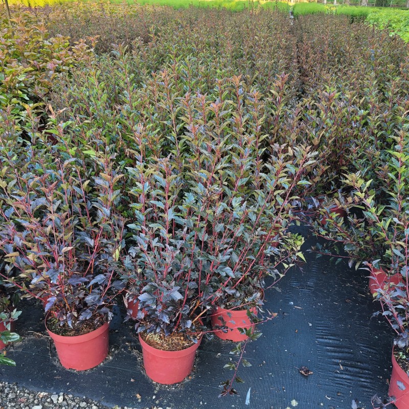 Physocarpus opu. 'Tiny Wine'  -R- PW C 5 40- 60, 450 Stück lieferbar, Beladung 2x17, Highlight: Feines Laub, weinrote Laubfarbe!