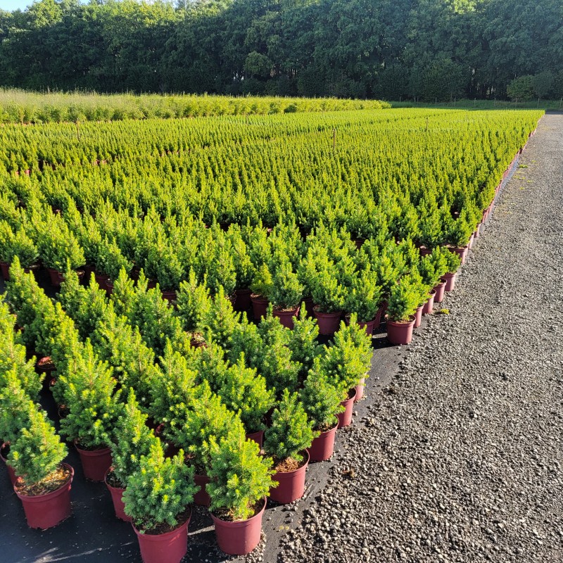 Picea glauca 'Conica' C 2 20- 30, 2000 Stück lieferbar, Beladung 5x30, Highlight: Die Zuckerhutfichte, frischgrüne Kegel! Top für die Adventszeit!