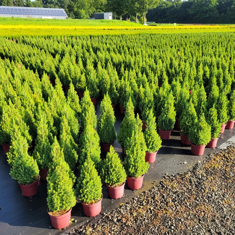 Picea glauca 'Conica' C 3 30- 40, 5000 Stück lieferbar, Beladung 3x21, Highlight: Die Zuckerhutfichte, frischgrüne Kegel! Top für die Adventszeit!