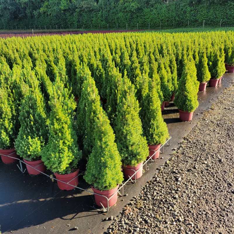 Picea glauca 'Conica' C 5 40- 50, 1000 Stück lieferbar, Beladung 3x17, Highlight: Die Zuckerhutfichte, frischgrüne Kegel! Top für die Adventszeit!