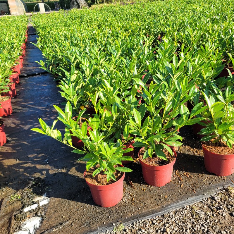 Prunus lauroc.'Caucasica' C 5 40- 60, 500 Stück lieferbar, Beladung 2x25, Highlight: Hecken-Kirschlorbeer Caucasica, erste neue Ware fertig!
