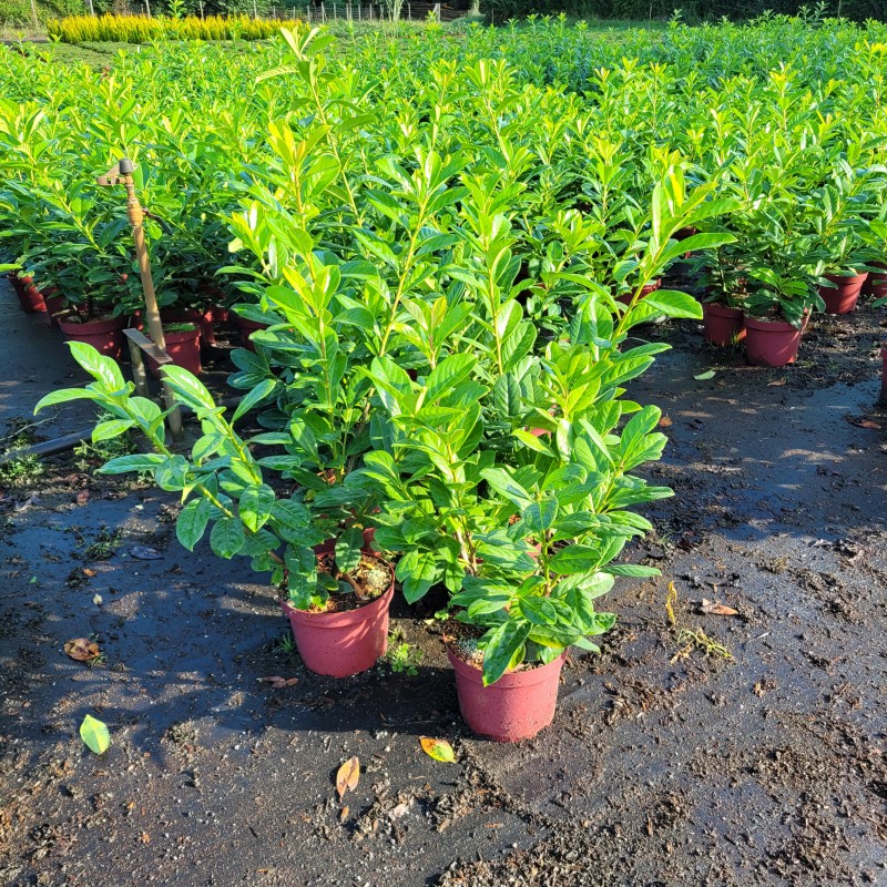 Prunus lauroc.'Novita' C 5 40- 60, 500 Stück lieferbar, Beladung 2x25, Highlight: Kirschlorbeer Novita mit wunderschönem großen, glänzend dunkelgrünem Laub - Top-Sorte!
