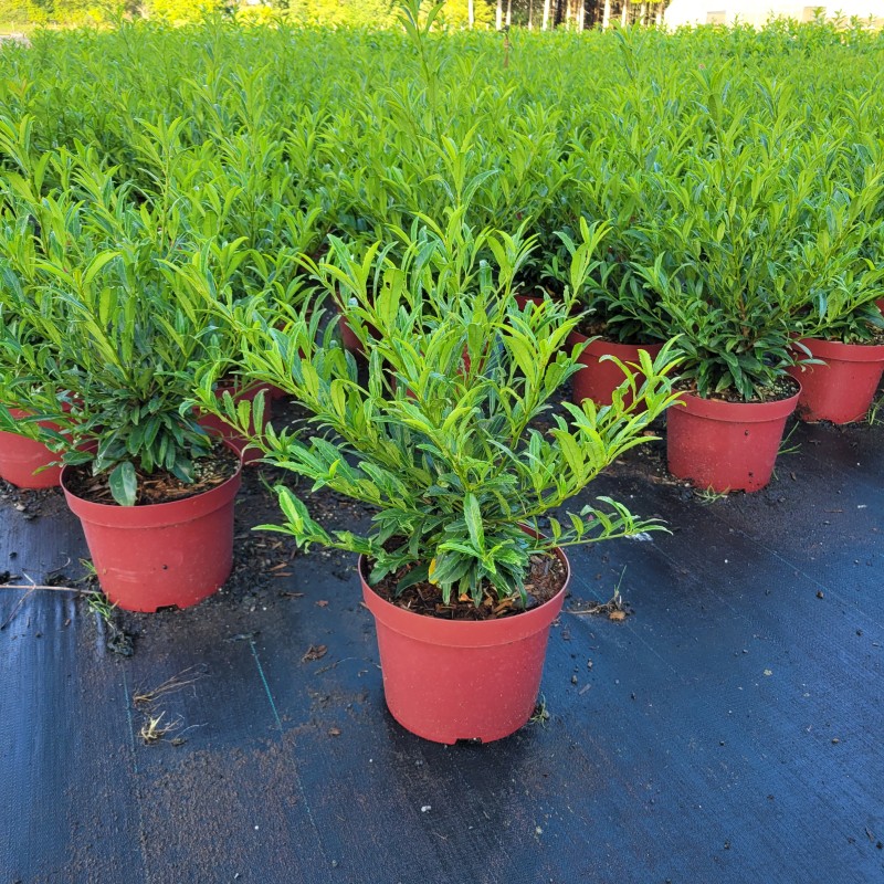 Prunus lauroc.'Sofia'  -R- C 5 40- 60, 300 Stück lieferbar, Beladung 3x17, Highlight: Kompakte ungarische Kirschlorbeer-Neuheit mit sehr filigranem Laub, Top für immergrüne Laubkugeln