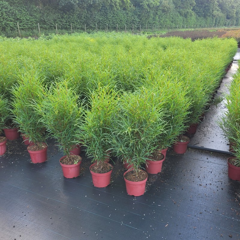 Rhamnus frangula 'Fine Line'  -R- C 5 40- 60, 1000 Stück lieferbar, Beladung 2x17, Highlight: Aufrechte Laubsäulen mit grasartiger Belaubung, bald blühend (Insektennährgehölz)