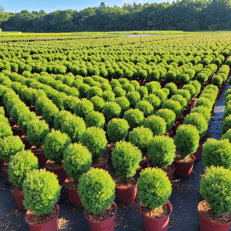 Thuja occidentalis 'Teddy' P 1,5 15- 20, 5000 Stück lieferbar, Beladung 5x36, Highlight: Wunderschöne Kugeln mit weicher, frischgrüner Benaldung. Top in Kombi mit Heide anzupflanzen