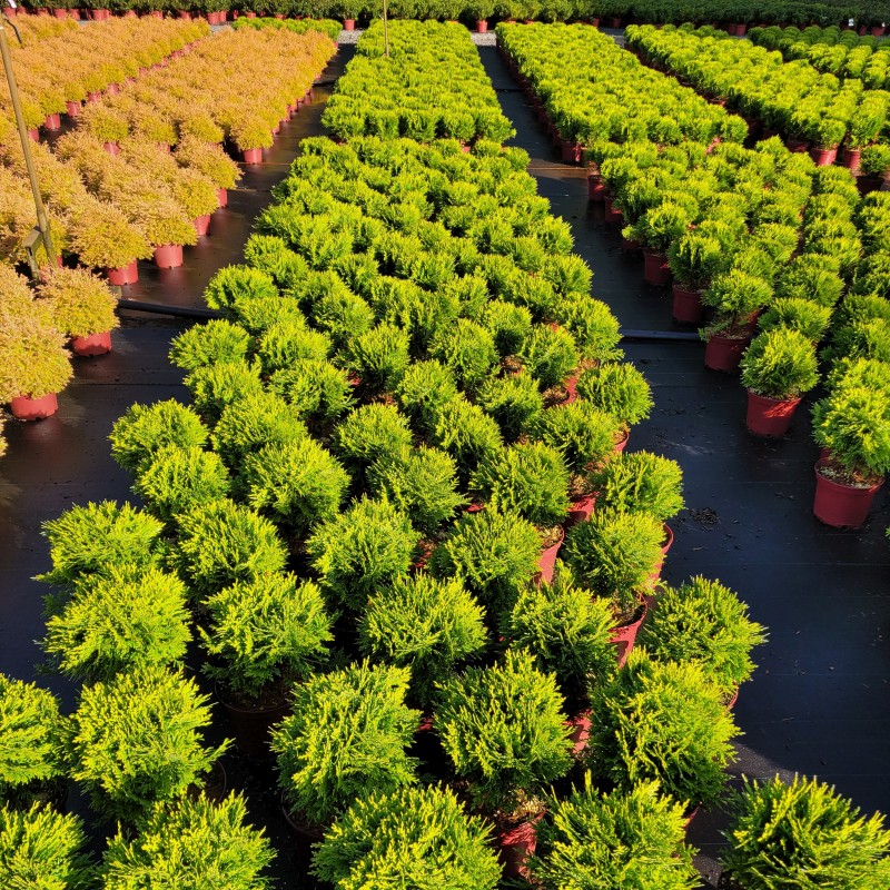 Thuja occidentalis 'Danica' C 2 15- 20, 1000 Stück lieferbar, Beladung 5x30, Highlight: Tief dunkelgrüne Kugeln - jetzt super-chic!