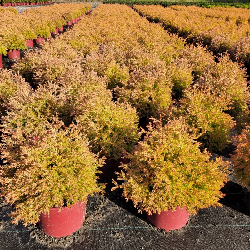 Thuja occidentalis 'Fire Chief'  -R- C 3 20- 30, 500 Stück lieferbar, Beladung 4x21, Highlight: Neuheit - Nadelspitzen kupferorange gefärbt - die Nadelfarbe wird jetzt von Woche zu Woche intensiver!