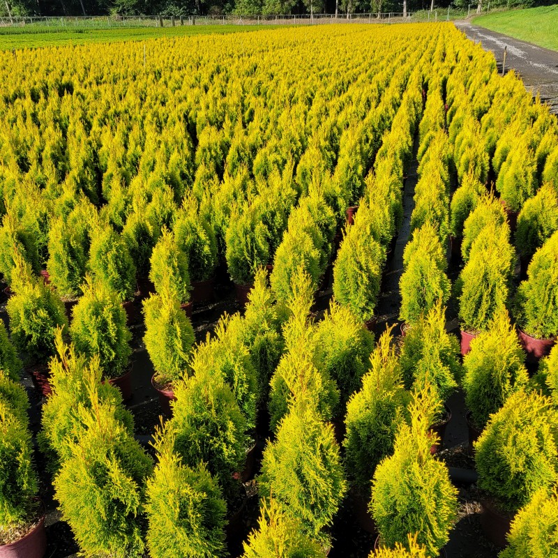 Thuja occidentalis 'Golden Smaragd'  -R- C 3 40- 60, 2000 Stück lieferbar, Beladung 3x21, Highlight: Goldgelb leuchtende Säulen - ideal im Einzelstand als Leuchtturm in immergrünen Rabatten - auch im Winter besonders farbstark!
