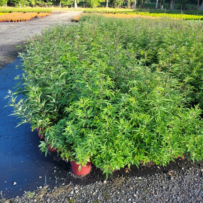 Vitex agnus-castus C 5 40- 60, 225 Stück lieferbar, Beladung 2x17, Highlight: Der Mönchspfeffer - buschige kräftige Ware - in den Triebspitzen kleine Blütenknospen zu erkennen!