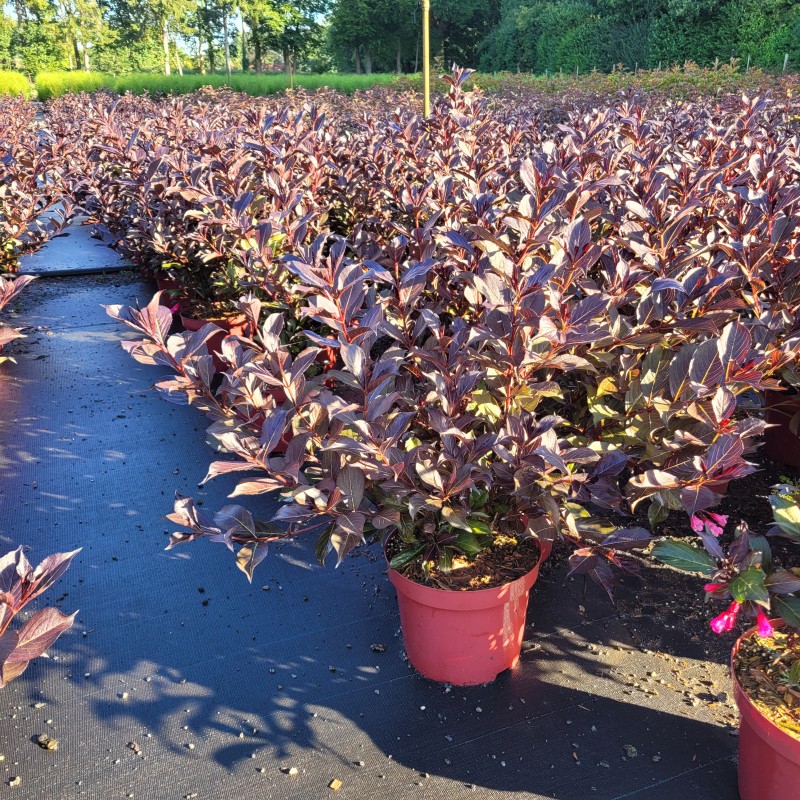 Weigela florida 'Alexandra'  -S- C 5 40- 60, 375 Stück lieferbar, Beladung 3x17, Highlight: Buschige Pflanzen - dunkelrotes Laub!