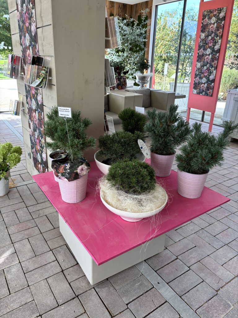 Nadelgehölze auf einer pinkfarbenen Fläche