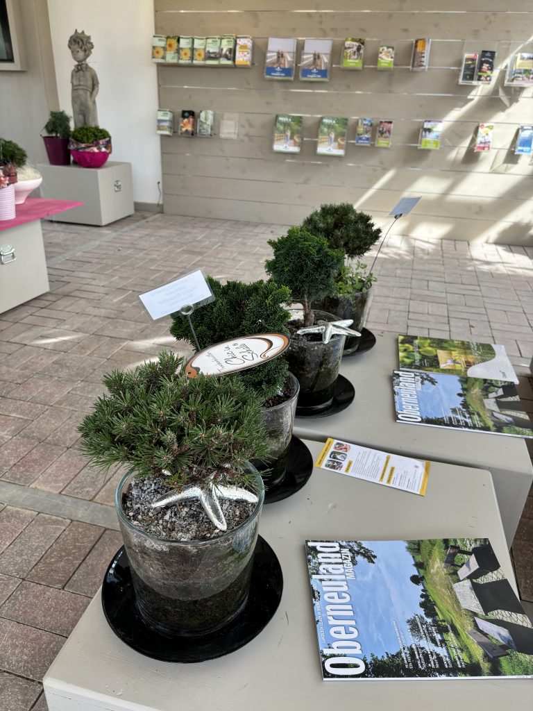 Chic in Schale Pflanzen in Glasgefäßen mit silbernen Seesternen dekoriert