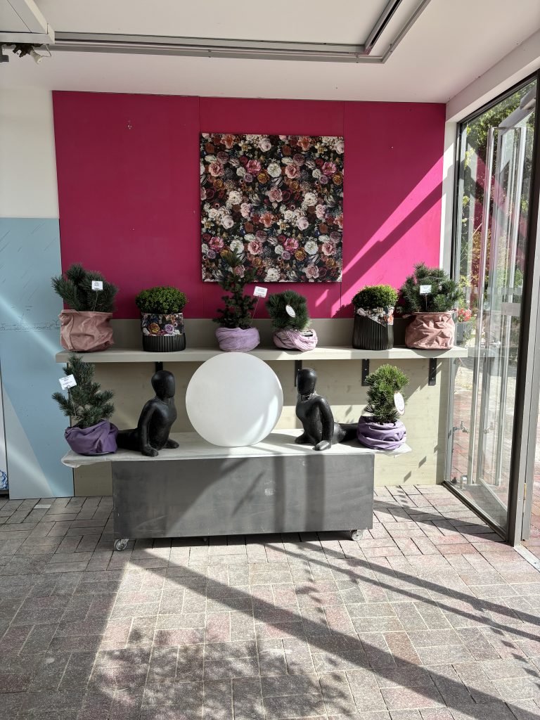 Nadelgehölze vor einer pinken Wand