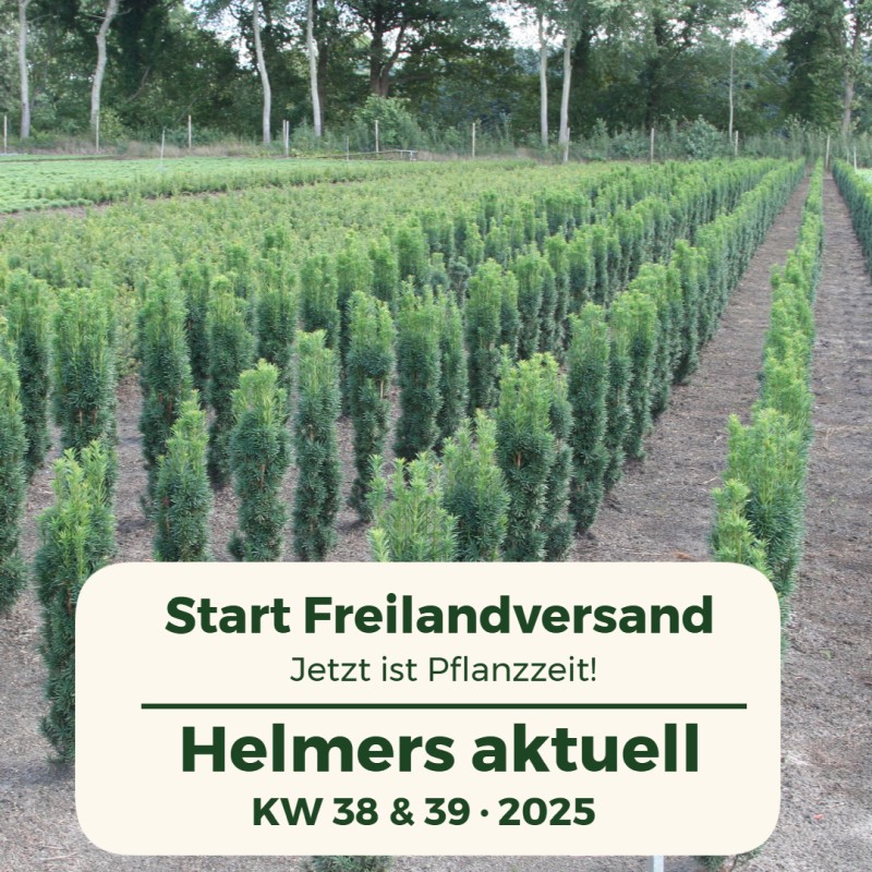 Start Freilandversand KW 38+39 / 2025 Helmers Baumschulen GmbH