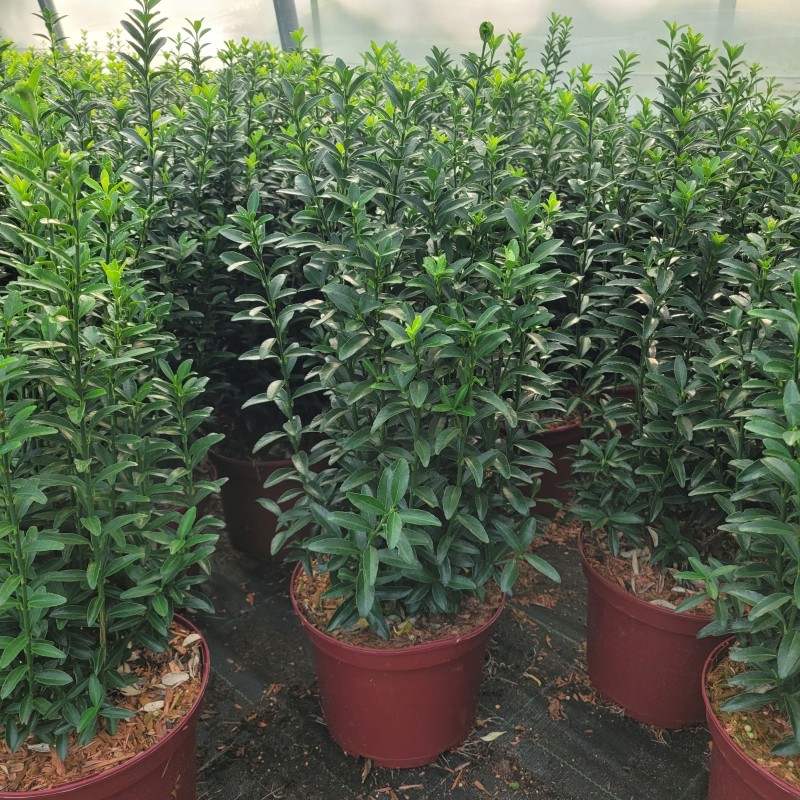 Euonymus japonicus 'Green Empire'  -R- C 3 30- 40, 400 Stück lieferbar, Beladung 3x21, Highlight: Dunkelgrüne, aufrechte Laubsäulen, z.B. für Einfassungen und Einzelstand. Buchsersatz auch für Böden mit hohem PH-Wert!
