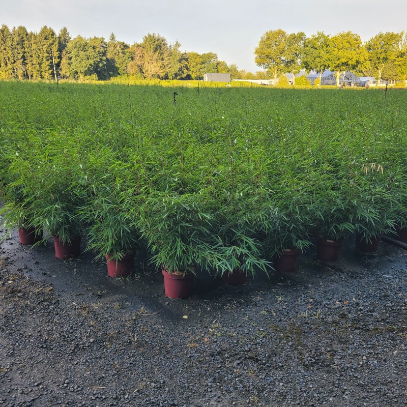 Fargesia robusta 'Campbell' C 7,5 80-100, 1000 Stück lieferbar, Beladung 2x12, Highlight: dunkelgrüne, dichtbuschige Pflanzen, sehr laubschön, nicht wuchernder Gartenbambus!
