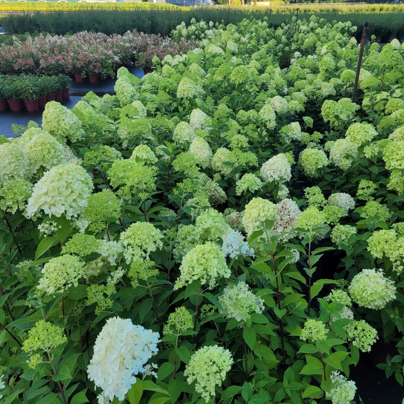 Hydrangea pan. 'Limelight'  -S- C 5 40- 60, 500 Stück lieferbar, Beladung 3x17, Highlight: Später Satz mit Knospen und Blüten!
