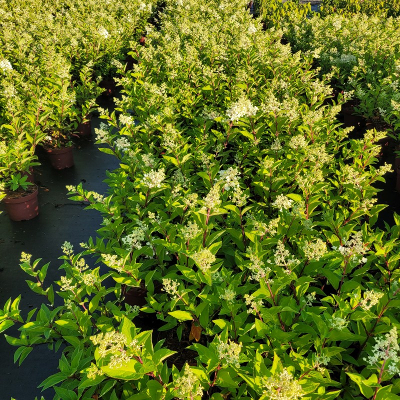 Hydrangea pan. 'Pinky Winky'  -R- C 5 40- 60, 400 Stück lieferbar, Beladung 2x17, Highlight: Später Satz - knospig!
