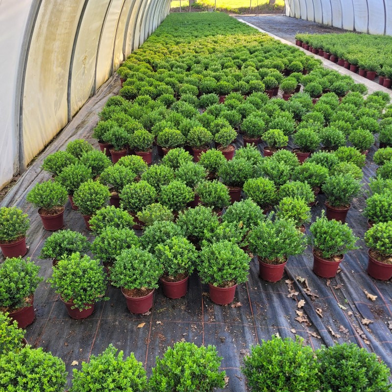 Ilex crenata 'Glorie Dwarf'  -R- Kugel C 2 15- 20, 500 Stück lieferbar, Beladung 5x30, Highlight: Kleine immergrüne Laubkugeln, niedlich!

