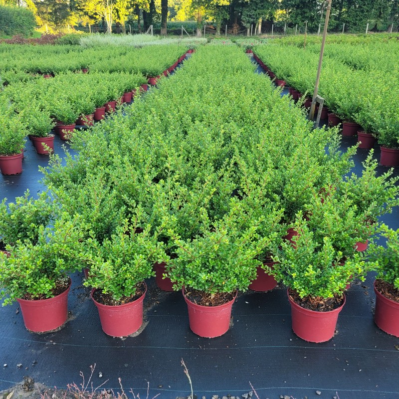 Ilex crenata 'Glorie Gem' C 2 15- 20, 1000 Stück lieferbar, Beladung 5x30, Highlight: Buschiger japanischer Zwergilex - toll für Einfassungen, Formschnitt.

