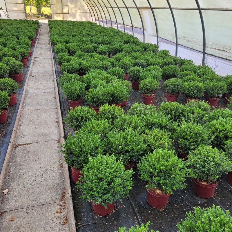 Ilex crenata 'Glorie Gem' Kugel C 5 20- 25, 700 Stück lieferbar, Beladung 4x17, Highlight: Japanischer Zwergilex in Kugelform geschnitten, top!
