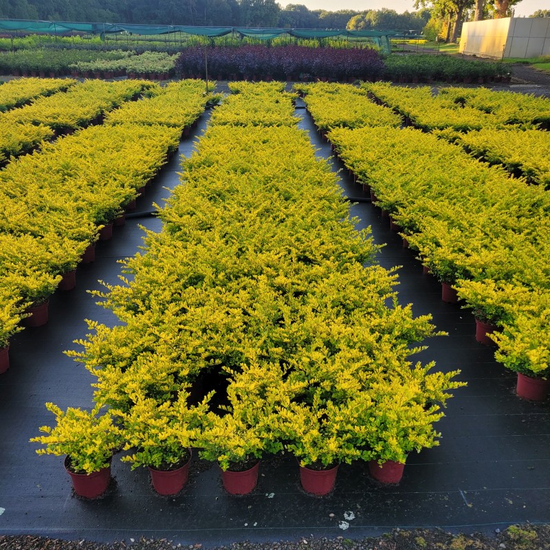 Ilex crenata 'Golden Gem' C 2 20- 25, 500 Stück lieferbar, Beladung 5x30, Highlight: Goldgelbes Laub, toller Farbimpuls jetzt im Spätsommer, immergrün!
